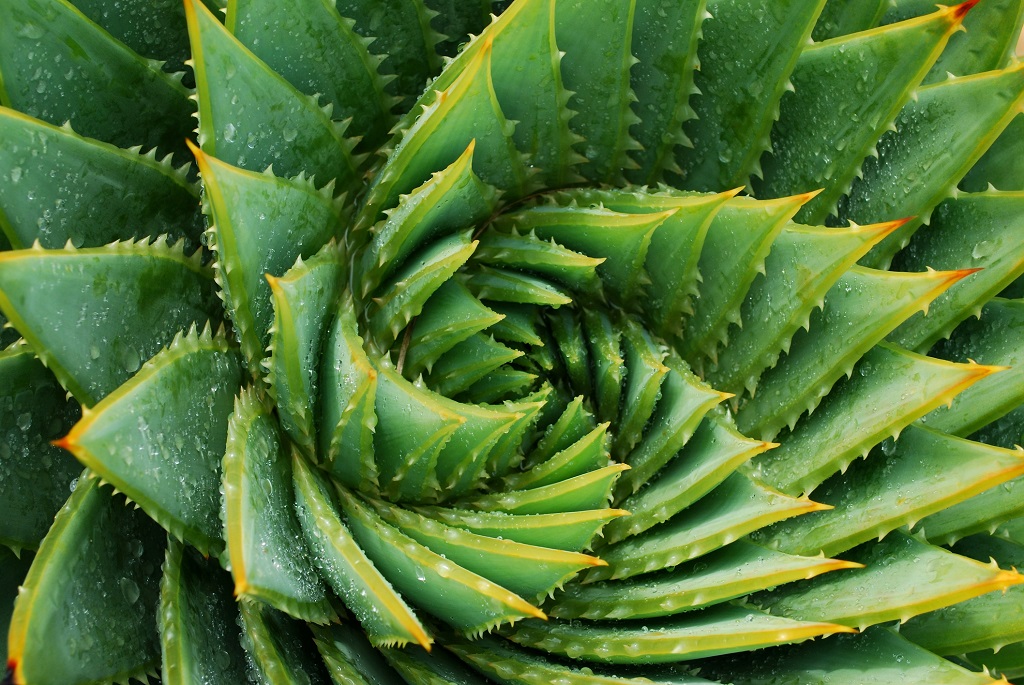 Aloe Vera gondozása